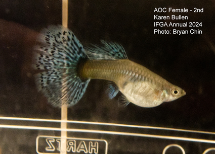 Female guppy aoc